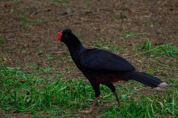 Aves de la Amazonía boliviana (Martín pescador, garzas, Hoatzin, Anhinga, cormorán, Mutun y Euphonia)