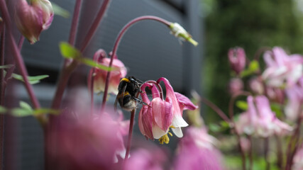 Close-up of a bumblebee collecting nectar from pink columbine flower with blurred green and black background © shine.graphics