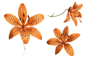 Top-view vibrant leopard lily petals isolated, no background
