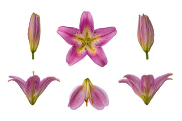 Naklejka premium Top-view macro pink lily bloom isolated, no background