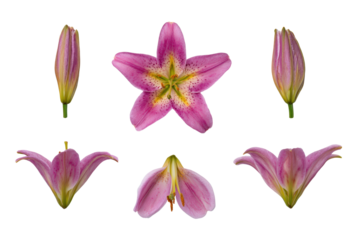 Top-view macro pink lily bloom isolated, no background