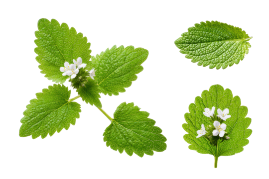 Isolated macro lemon balm leaf vein pattern, no background
