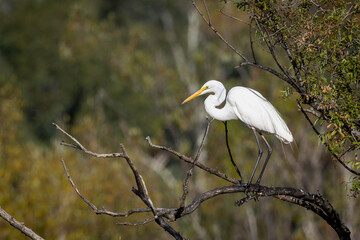 Great Egret (Ardea modesta) in a tree, Jerrabomberra Wetlands, ACT, February 2025