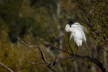 Great Egret (Ardea modesta) in a tree, Jerrabomberra Wetlands, ACT, February 2025