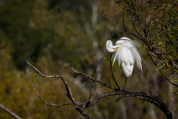 Great Egret (Ardea modesta) in a tree, Jerrabomberra Wetlands, ACT, February 2025
