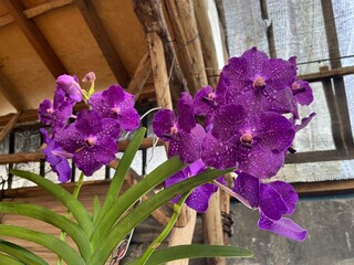 purple orchid flower blooming 