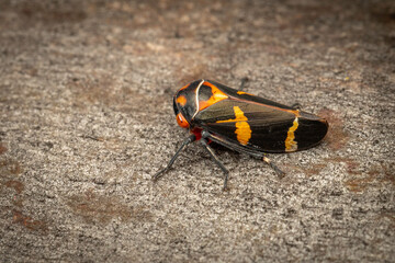 Gumtree hopper (Eurymeloides pulchra), Callum Brae Nature Reserve, ACT, September 2024