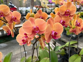orange orchid in garden