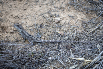 Jacky Dragon (Amphibolurus muricatus), Canberra, ACT, March 2025