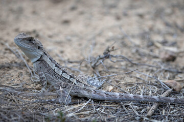 Jacky Dragon (Amphibolurus muricatus), Canberra, ACT, March 2025