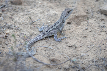 Jacky Dragon (Amphibolurus muricatus), Canberra, ACT, March 2025