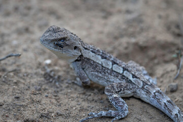 Jacky Dragon (Amphibolurus muricatus), Canberra, ACT, March 2025