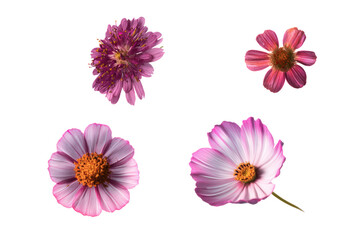 Close-up mixed wildflower texture, transparent background