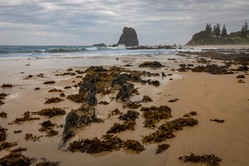 Kelp on the beach, Narooma, NSW, February 2025