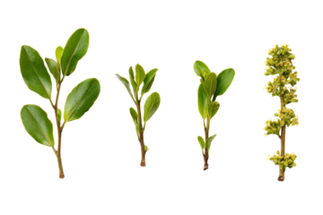Graphic of yerba-mate caffeine, antioxidants and brewing temperatures