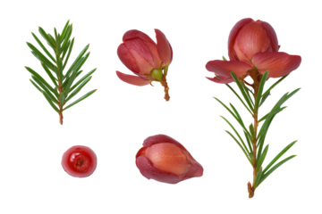 Graphic of yew berry toxicity, healing myths and wildlife interactions