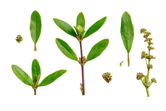 Flat-lay studio photo of fresh yerba mate leaves on transparent background