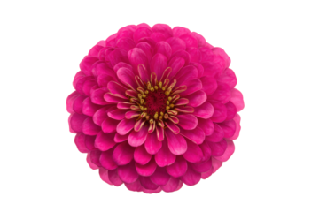 Pink zinnia petals in spiral mandala on kraft paper