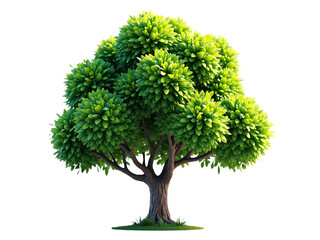 Deciduous tree with bright green leaves and densely branched branches, white background,spring,big,forest