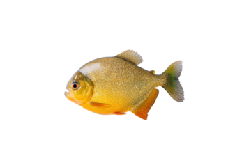 Flat-lay photo whole piranha fish, no background