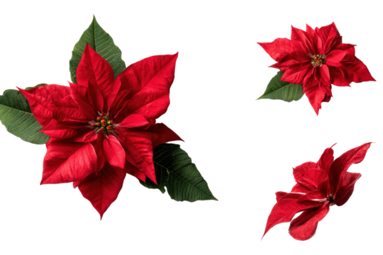 Studio flat-lay poinsettia petal detail, no background