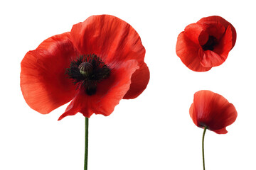 Obraz premium Top-view poppy petal detail isolated, no background