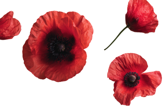 Studio flat-lay single red poppy head, no background