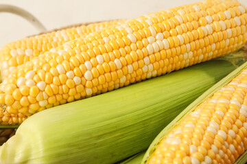 Fresh corn cobs on light background, closeup