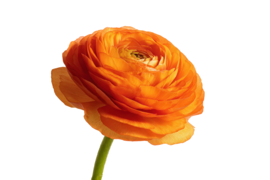 Vivid orange ranunculus petal texture flat lay