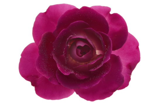 Red rose close-up perfectly lit, no background