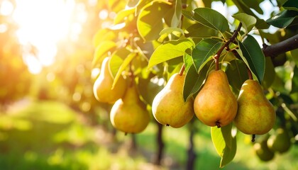 Ripe pears hanging on a sunny orchard branch.