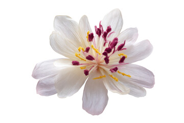 Commercial flat-lay multicolor silk-flower composition, no background