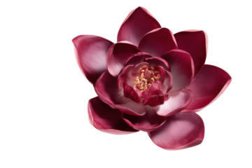 Macro texture of silk flower fabric, no background