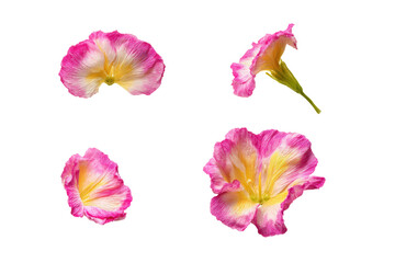 Professional flat-lay white silk flower, no background