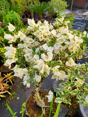 Blooming bougainvillea flowers background. Bright white bougainvillea flowers as a floral background. Bougainvillea flowers texture and background. Close-up view Bougainvillea tree with flowers