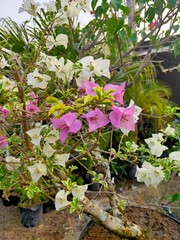 Blooming bougainvillea flowers. Bright pink magenta bougainvillea flowers as a floral background. Blurry Background