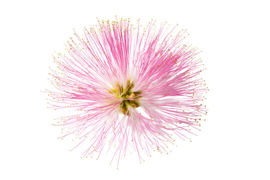 Close-up soft silk-tree stamens flat lay, no background