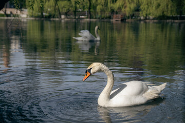 Swans in the lake