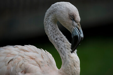 Fototapeta premium A juvenile Chilean Flamingo preening in the water (Phoenicopterus chilensis).