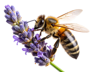 Macro Shot of Bee Collecting Pollen from Lavender Flower, Diagonal Angle, Isolated on Transparent Background