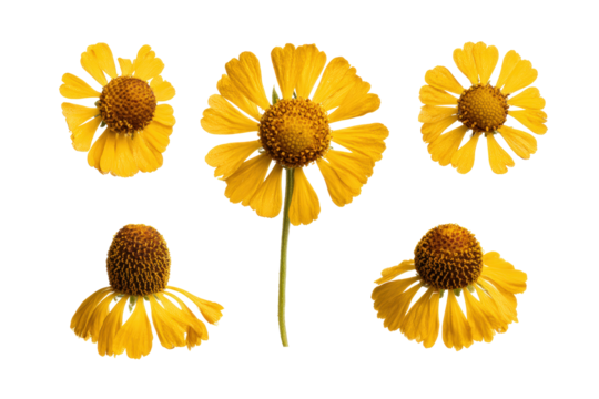 Flat-lay studio photo yellow sneezeweed bloom, no background