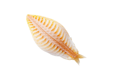 Perfectly lit flat-lay fresh sole fish, no background