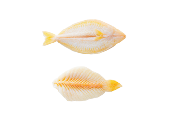 Top-view Dover sole lateral view isolated, no background