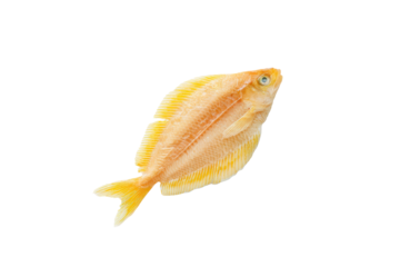 Studio flat-lay sole fish pair, no background