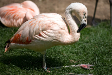 The Chilean Flamingo (Phoenicopterus chilensis).