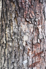 Fototapeta premium bark of a tree