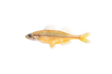 Top-view trio of sticklebacks for research on a clear background