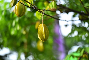 green olives on tree