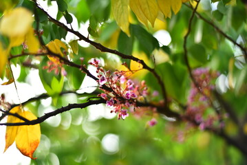 autumn leaves in the sun