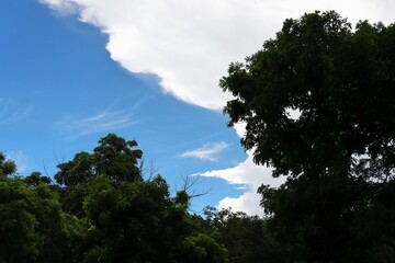 Obraz premium Trees clouds and blue sky background